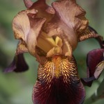 Photographing flowers