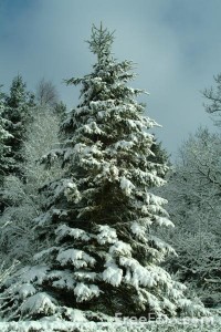 tree-snow